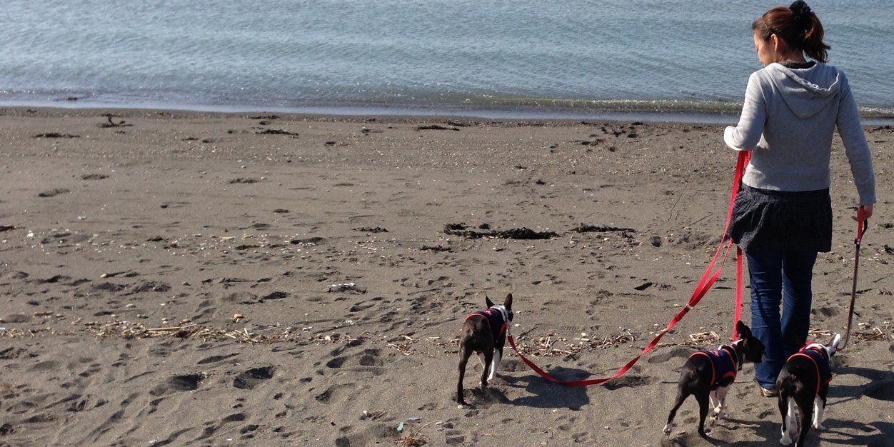 _BostonTerrier's profile banner image