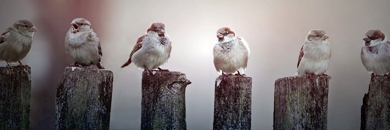 justaddbirds's profile banner image