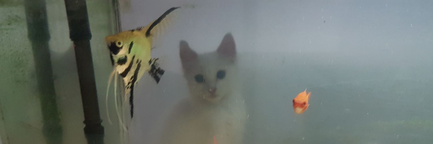 Negrogato44's profile banner image