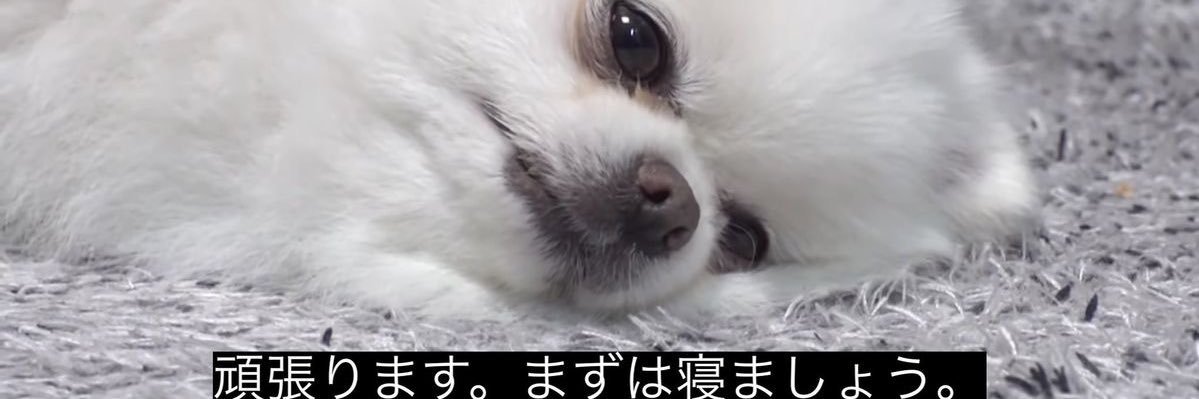わんわん犬 banner