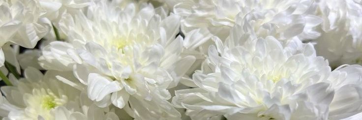 𝕊𝕐ℝ banner