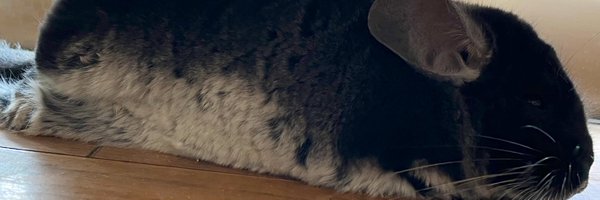 tulip_1021 Profile Banner