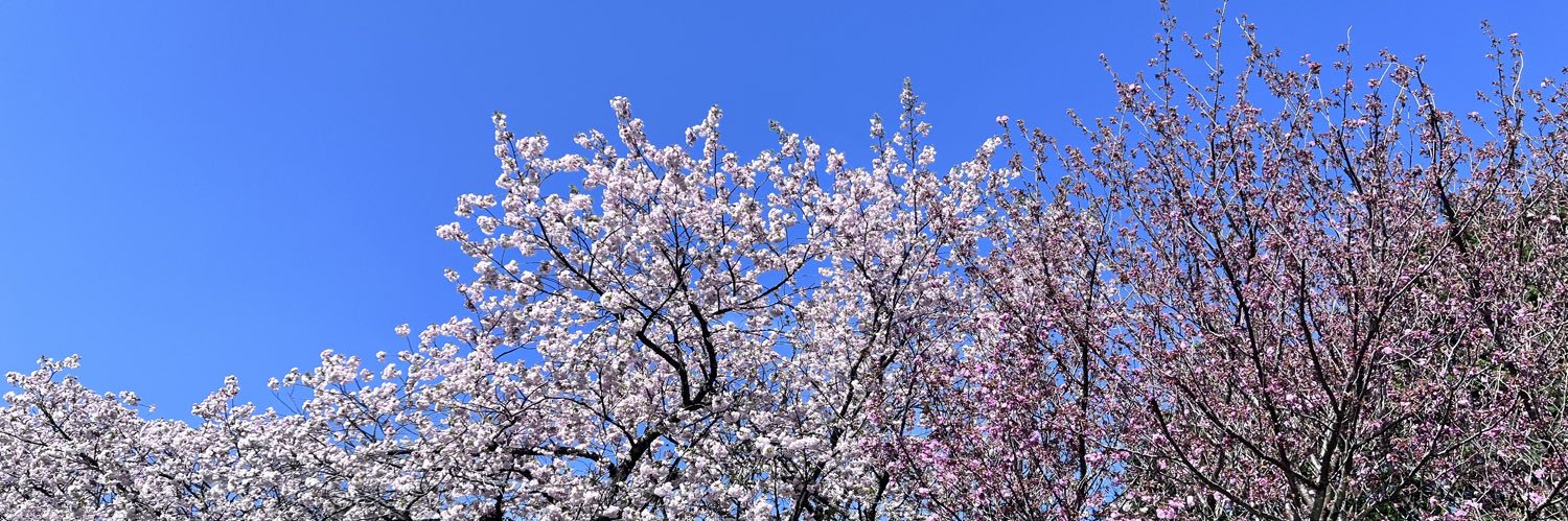 mayumi8118's profile banner image