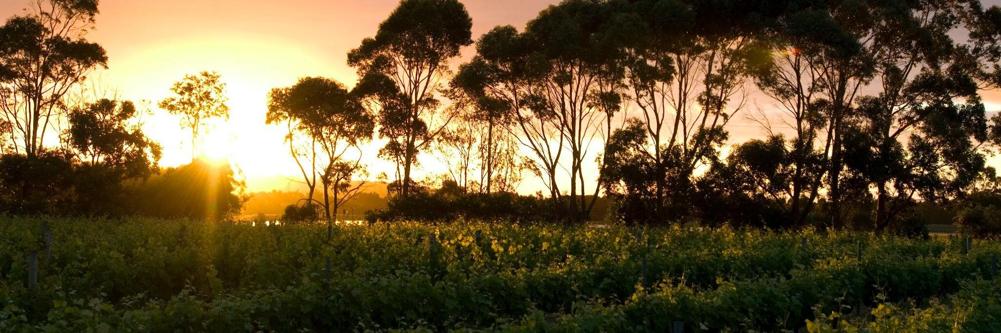 Cape Mentelle banner