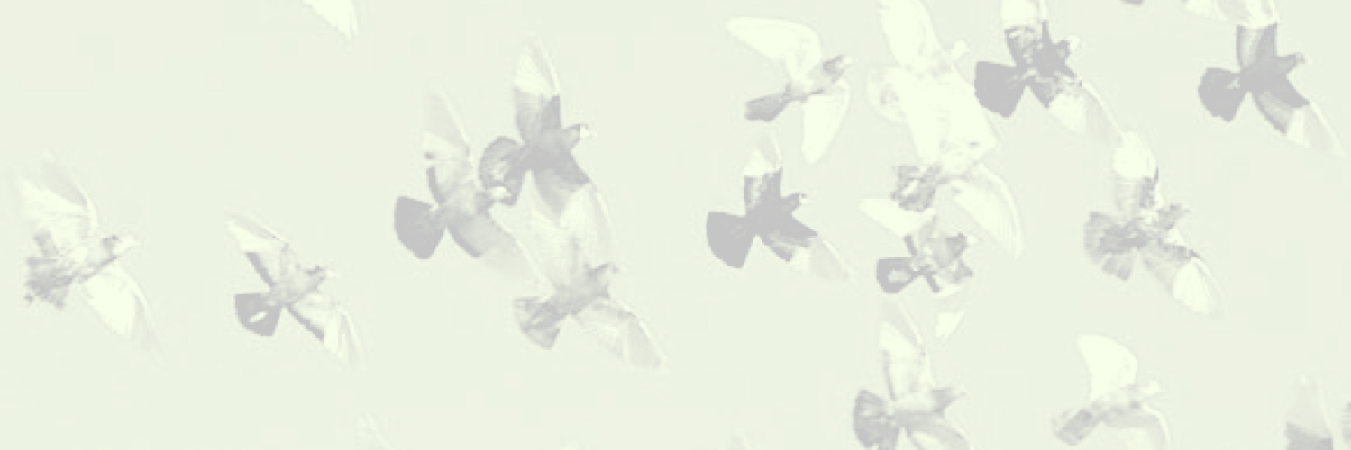 albadaniela's profile banner image