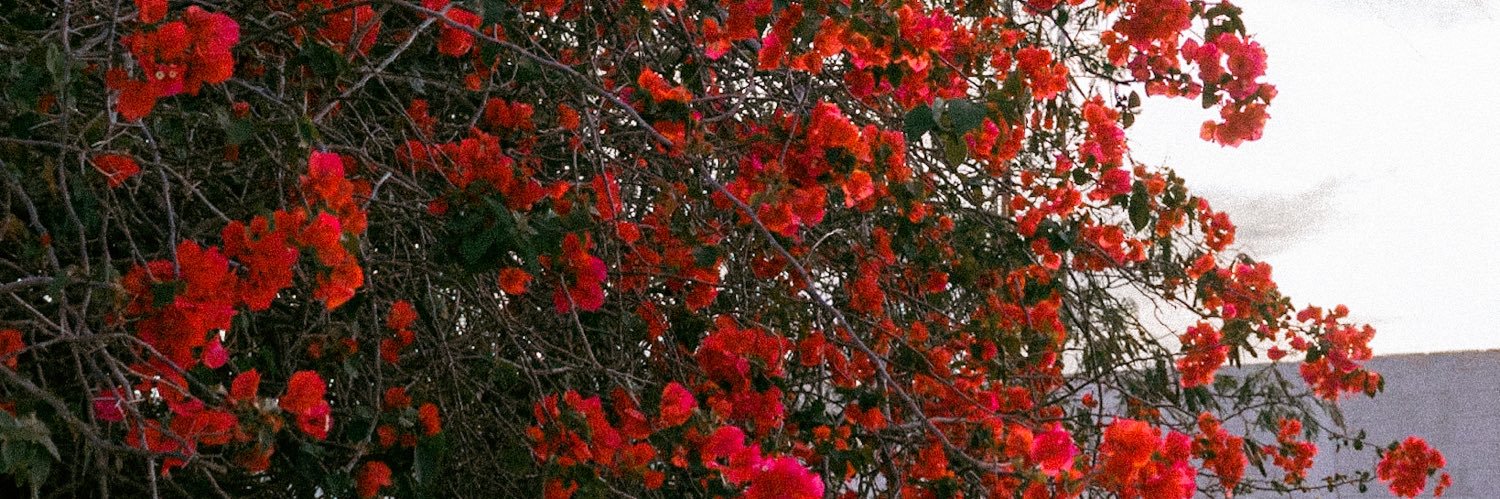 _ferlopez's profile banner image