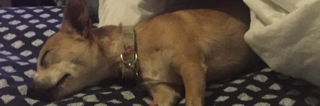 Jennawithcamera's profile banner image