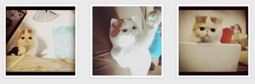 NEKO_CAT_sol's profile banner image