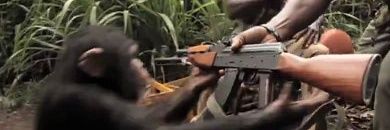 Pitbull Bullterrier banner