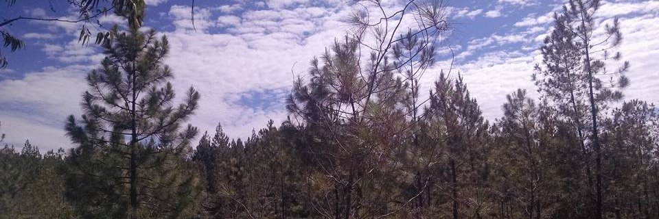 ijaochoa's profile banner image