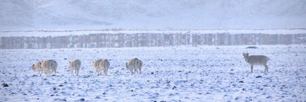 WCS_Mongolia Profile Banner