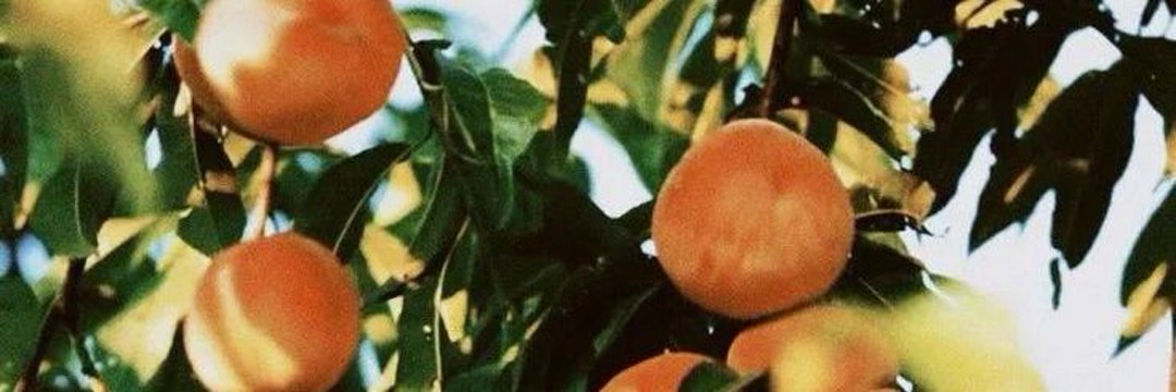 pom⁺ 𖣂's banner