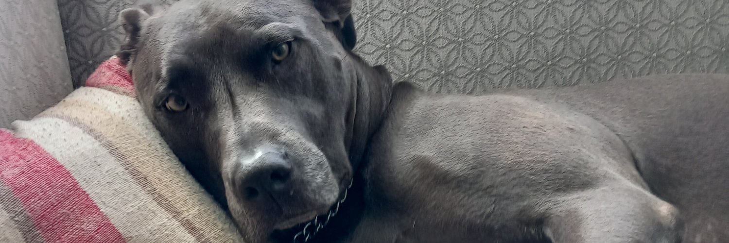 Some guy on the Internet banner