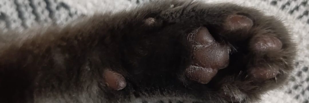 𒄆𒅒𒄆𒀱𒄆𒅒𒄆 banner