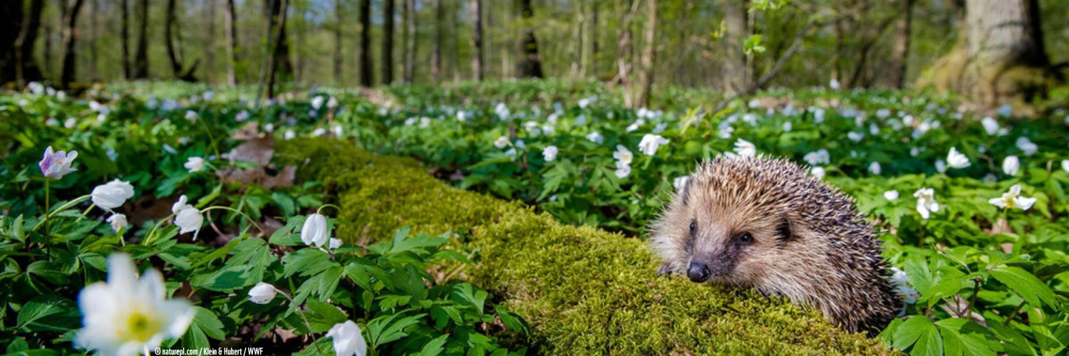 Verdensnaturfonden banner