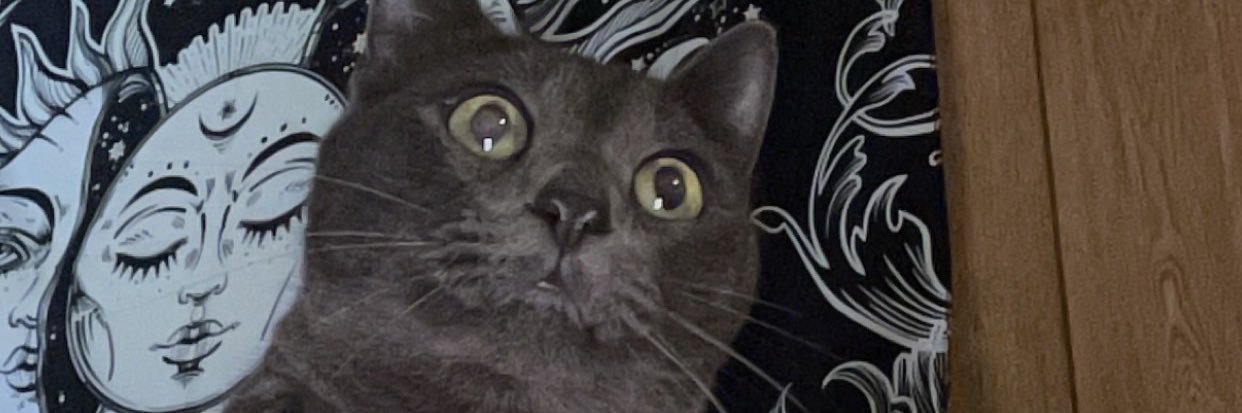 abbyharrold_'s profile banner image