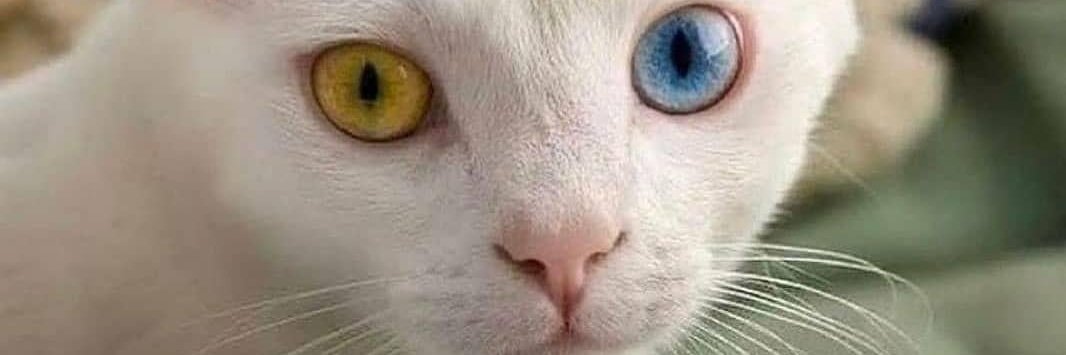 walmartgreeter74 banner