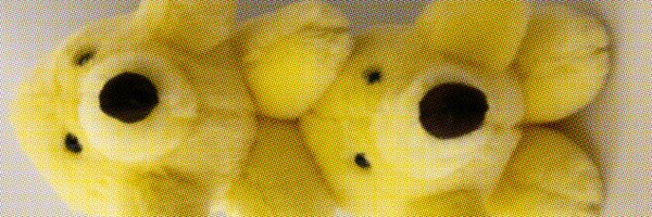 akahito_ott Profile Banner