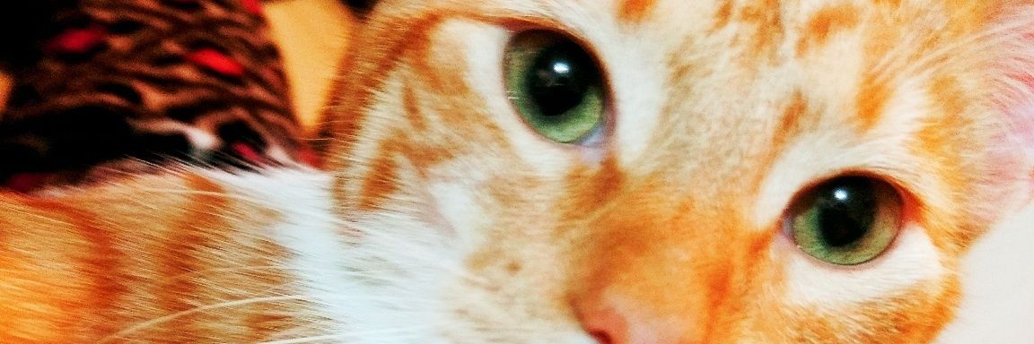 alegutye's profile banner image