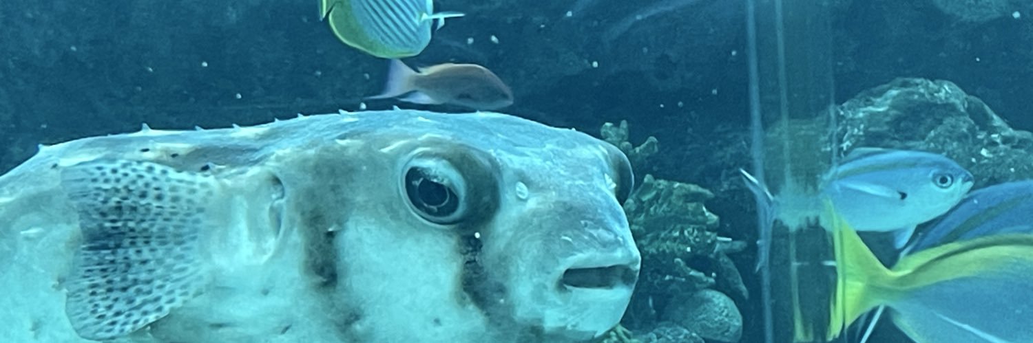 KMRozex's profile banner image