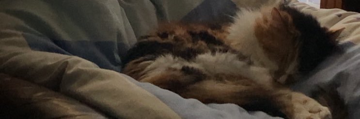 bloopies 💫 banner