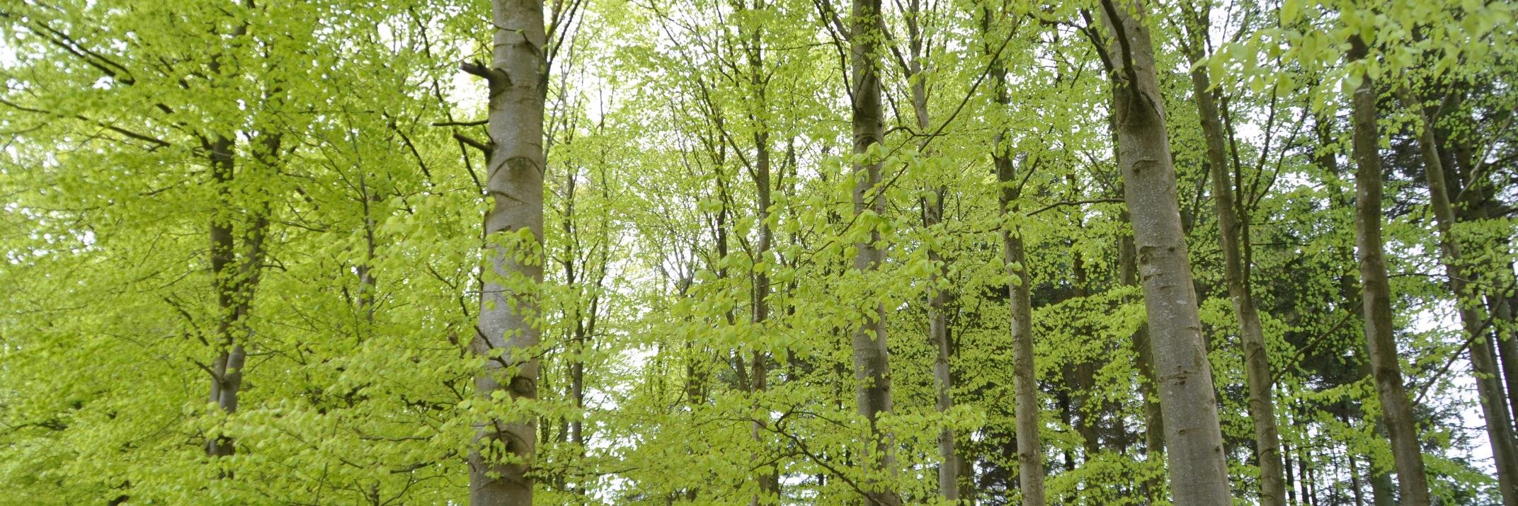 boegner's profile banner image