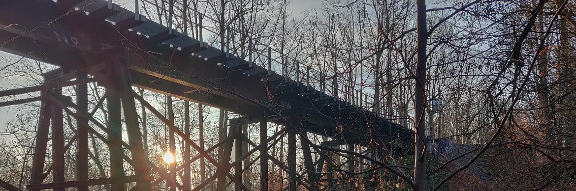 Polynomos🐦‍⬛💚 banner