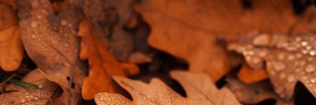 cider collie 🍁🪵🎃's banner