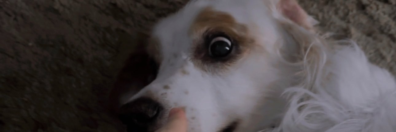 lauwpriv's profile banner image