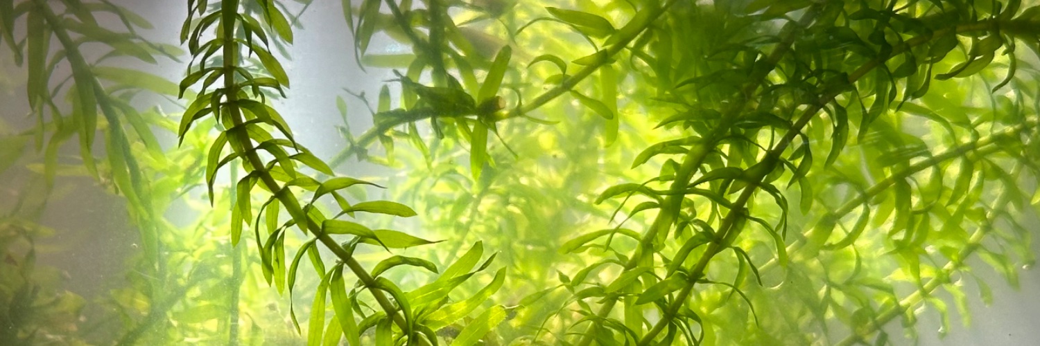 2kusakue2's profile banner image