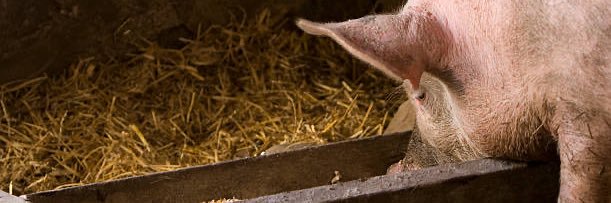 Pig banner