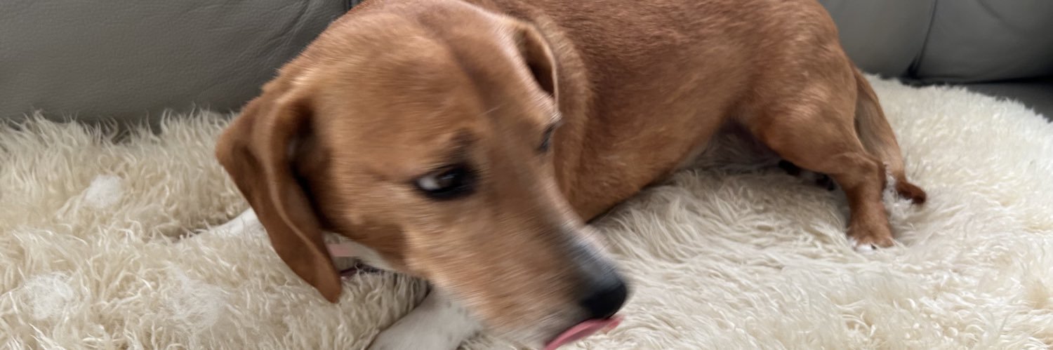 chill dog banner