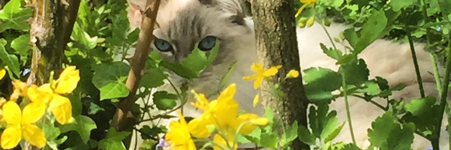 CTCorble's profile banner image