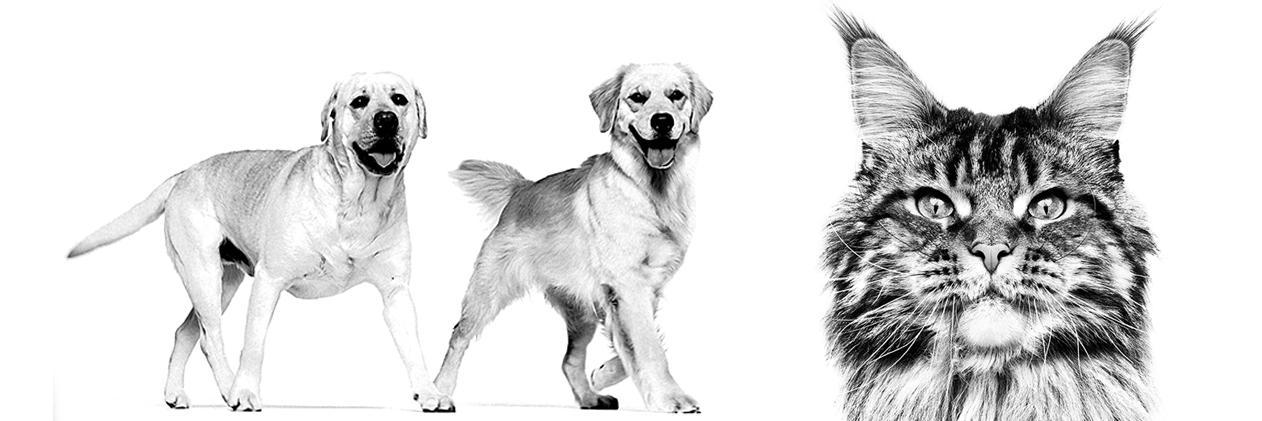 RoyalCanin's profile banner image