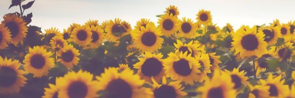 cherishjoiee's profile banner image
