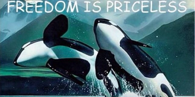 The Orca Project banner