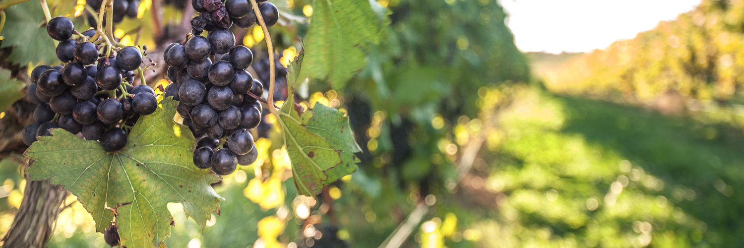 CrownValleyWine's profile banner image