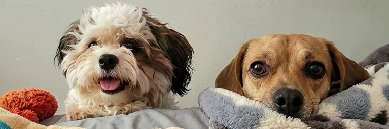 viiqolor's profile banner image