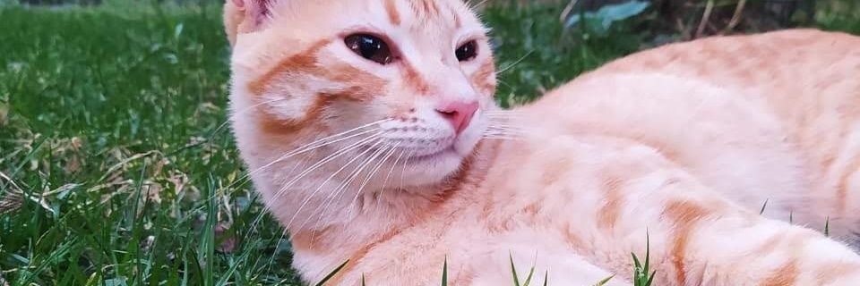 danapales's profile banner image