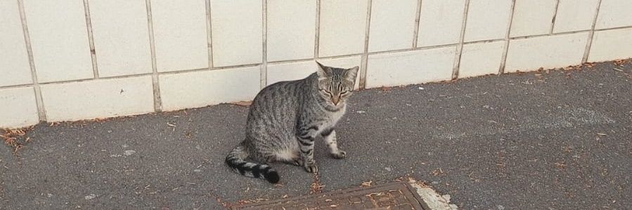 Misus (Acepting Comms) banner