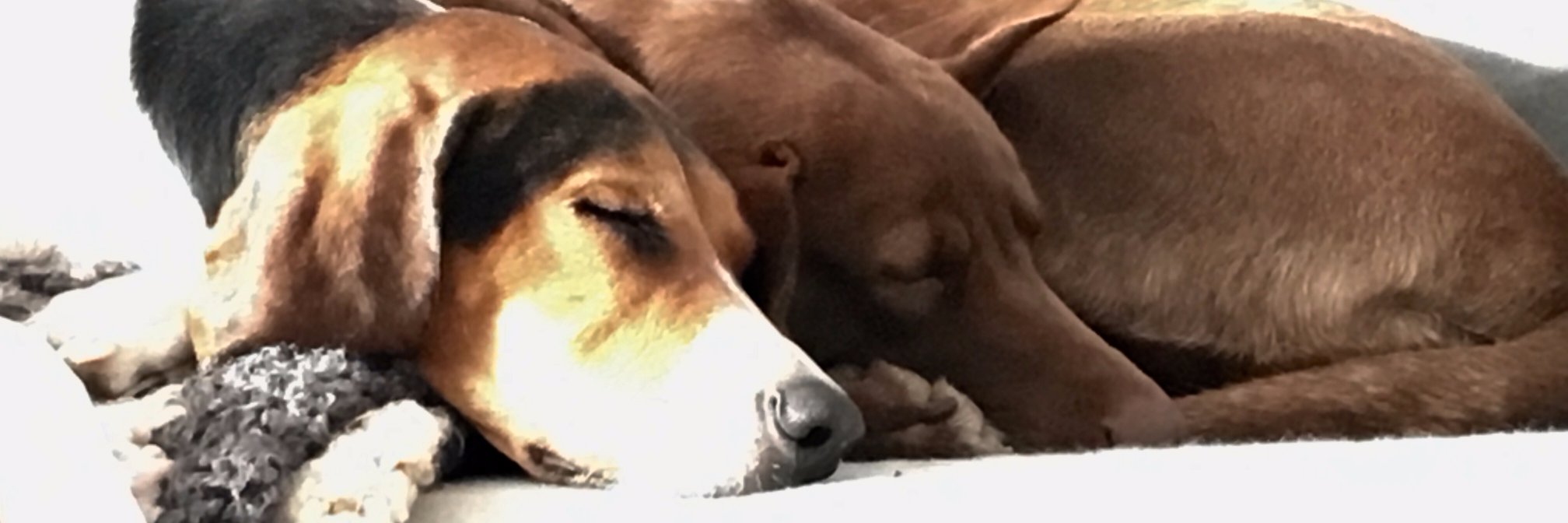 danazx's profile banner image
