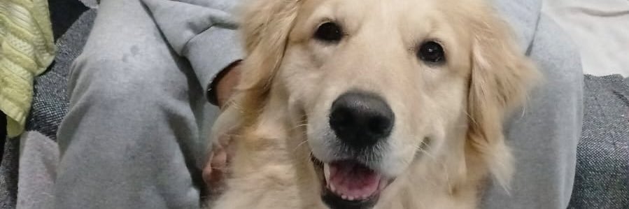 ferarcheron_'s profile banner image