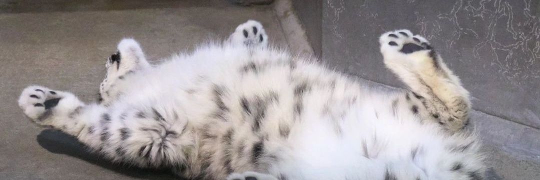 snow leopard reactions banner