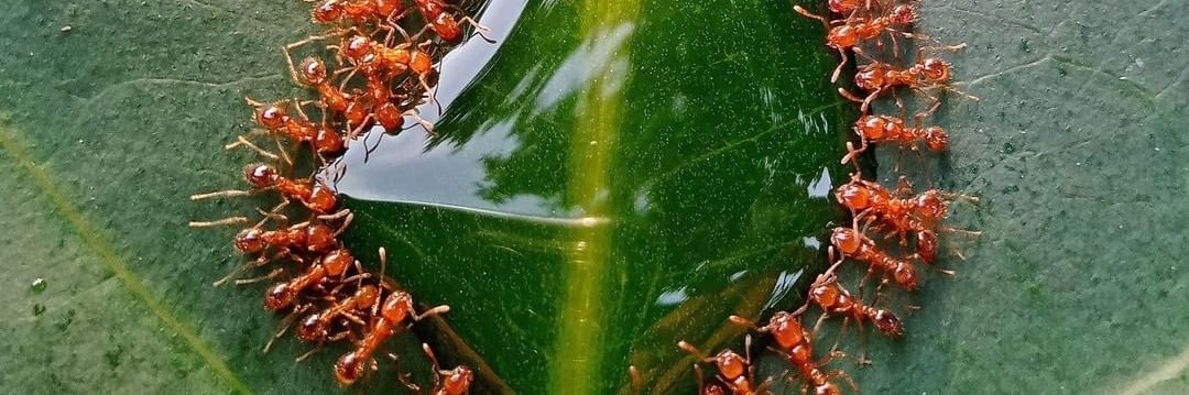 🐜 banner