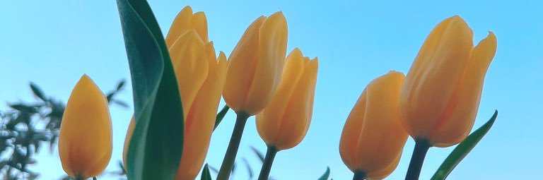 ちいちゃん🌷's banner