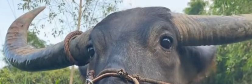3399 banner