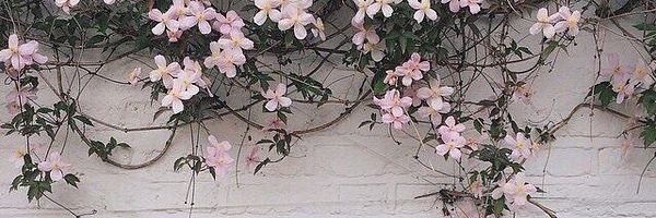 همیشه بهار's banner