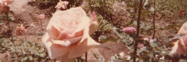 neverstress448's profile banner image