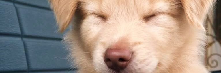 Daze's Doghouse banner