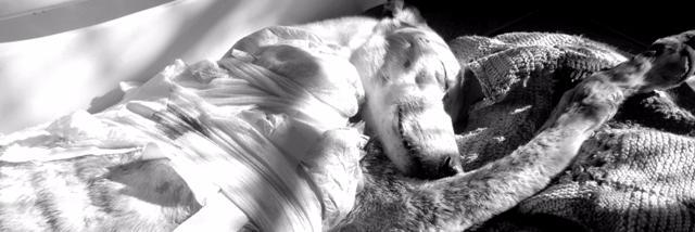 Betinalopez's profile banner image